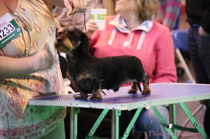 Crufts2011_2 554.jpg